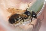  Halictus quadricinctus (Fabricius, 1776)