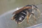  Halictus quadricinctus (Fabricius, 1776)