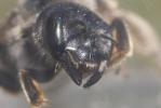  Halictus quadricinctus (Fabricius, 1776)