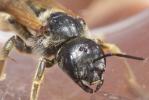  Halictus quadricinctus (Fabricius, 1776)