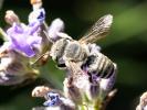  Megachile Latreille, 1802