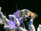  Megachile Latreille, 1802