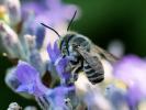  Megachile Latreille, 1802