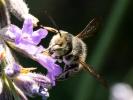  Megachile Latreille, 1802