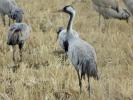 Grue cendrée Grus grus (Linnaeus, 1758)