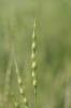 Égilope ventru Aegilops ventricosa Tausch, 1837