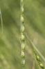 Égilope ventru Aegilops ventricosa Tausch, 1837