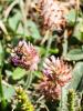 Trèfle Porte-fraises Trifolium fragiferum L., 1753