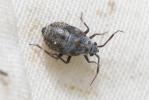  Deraeocoris punctum (Rambur, 1839)