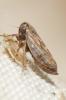  Anaceratagallia ribauti (Ossiannilsson, 1938)