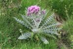 Chardon fausse-Carline Carduus carlinoides Gouan, 1773