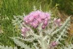 Chardon fausse-Carline Carduus carlinoides Gouan, 1773