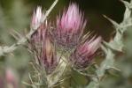 Chardon fausse-Carline Carduus carlinoides Gouan, 1773
