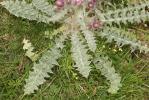 Chardon fausse-Carline Carduus carlinoides Gouan, 1773
