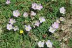 Géranium à feuilles cendrées, Géranium cendré Geranium cinereum Cav., 1787
