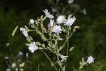 Laiteron de plumier Lactuca plumieri (L.) Gren. & Godr., 1850