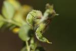 Luzerne souffrée, Luzerne sous-ligneuse Medicago suffruticosa Ramond ex DC., 1805