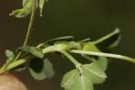 Luzerne souffrée, Luzerne sous-ligneuse Medicago suffruticosa Ramond ex DC., 1805