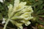 Oxytropis des champs, Oxytropis champêtre Oxytropis campestris (L.) DC., 1802