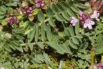 Oxytropis des champs, Oxytropis champêtre Oxytropis campestris (L.) DC., 1802