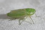  Graphocraerus ventralis (Fallén, 1806)