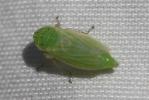  Graphocraerus ventralis (Fallén, 1806)