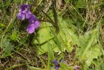 Grassette à grandes fleurs Pinguicula grandiflora Lam., 1789