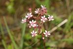 Saxifrage des ombrages, Saxifrage de l'ombre Saxifraga umbrosa L., 1762