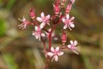 Saxifrage des ombrages, Saxifrage de l'ombre Saxifraga umbrosa L., 1762