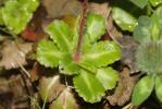 Saxifrage des ombrages, Saxifrage de l'ombre Saxifraga umbrosa L., 1762