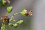 Scrophulaire des Alpes Scrophularia alpestris J.Gay ex Benth., 1846