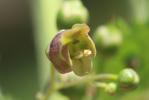 Scrophulaire des Alpes Scrophularia alpestris J.Gay ex Benth., 1846
