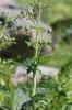 Scrophulaire des Alpes Scrophularia alpestris J.Gay ex Benth., 1846