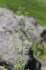Scrophulaire des Alpes Scrophularia alpestris J.Gay ex Benth., 1846