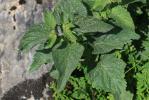 Scrophulaire des Alpes Scrophularia alpestris J.Gay ex Benth., 1846