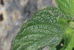 Scrophulaire des Alpes Scrophularia alpestris J.Gay ex Benth., 1846