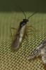  Mecomma ambulans (Fallén, 1807)