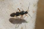  Globiceps flavomaculatus (Fabricius, 1794)
