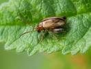  Longitarsus Latreille, 1829