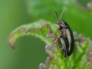  Longitarsus Latreille, 1829