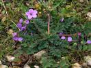 Érodium acaule Erodium acaule (L.) Bech. & Thell., 1928