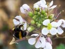 Diplotaxe fausse-roquette, Roquette blanche Diplotaxis erucoides (L.) DC., 1821