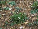 Diplotaxe fausse-roquette, Roquette blanche Diplotaxis erucoides (L.) DC., 1821