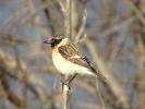 Tarier oriental Saxicola maurus (Pallas, 1773)