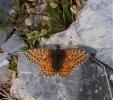 Nacré subalpin (Le), Palès (Le), Nacré alpin (Le), Boloria pales (Denis & Schiffermüller, 1775)