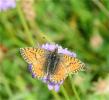 Nacré des Renouées (Le), Nacré Parme (Le), Fritill Boloria napaea (Hoffmannsegg, 1804)