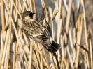 Tarier oriental Saxicola maurus (Pallas, 1773)