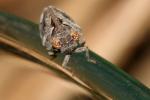 Latilica maculipes (Melichar, 1906)