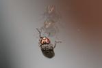  Phortica variegata (Fallén, 1823)