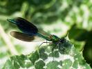 Caloptéryx éclatant Calopteryx splendens (Harris, 1780)